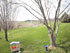 Backyard Photo