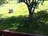 Backyard Photo